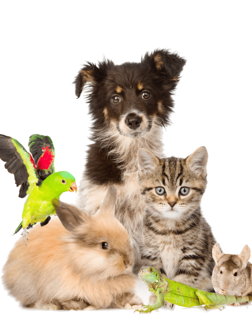 shutterstock_190974035 trans